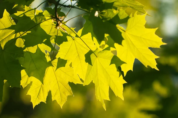 Zelené Jarní Listy Jasném Slunečním Světle Zblízka — Stock fotografie