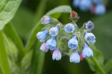 Symphytum caucasicum çiçekleri yakın çekim yerel odak