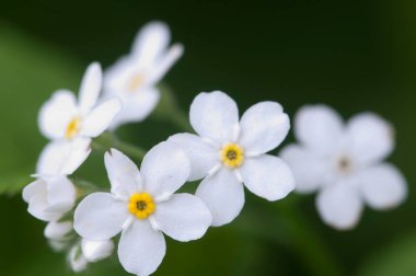 Beyaz olmayan çiçekleri unut, yakın çekim, yerel odaklanma.