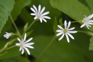 Stellaria 'nın bahar çiçekleri arka plan olarak