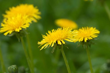 Çimenlerdeki karahindiba çiçekleri. Yakın çekim.