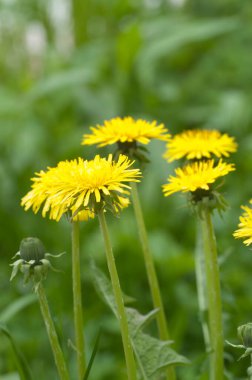 Çimenlerdeki karahindiba çiçekleri. Yakın çekim.