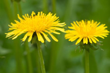 Çimenlerdeki karahindiba çiçekleri. Yakın çekim.
