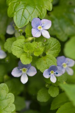 Veronica ilkbaharda çiçek açar, yakın çekim.
