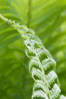 İlkbaharda yakın çekim kıvrımlı eğreltiotu yaprağı, yerel odak