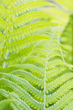 İlkbaharda yakın çekim kıvrımlı eğreltiotu yaprağı, yerel odak