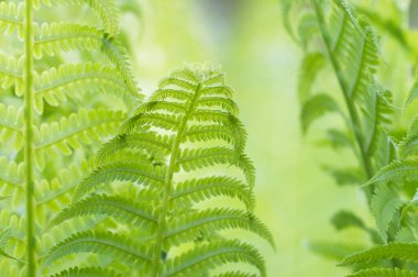 İlkbaharda yakın çekim kıvrımlı eğreltiotu yaprağı, yerel odak