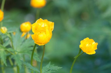 Çin yerçiçeği (Trollius chinensis) yakın çekim, yerel odak
