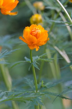 Asya yerçiçeği (Trollius asiaticus) yakın çekim, yerel odak