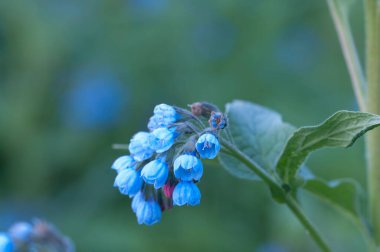 Symphytum caucasicum çiçekleri yakın çekim yerel odak