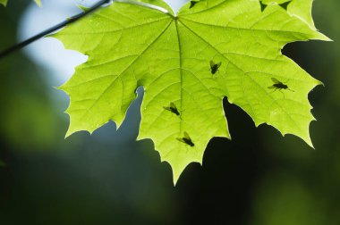 Temiz bir güneş ışığında yeşil bahar yaprağı