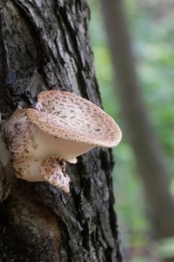 Poliporus Squamosus mantarı ormanda, yakın çekim