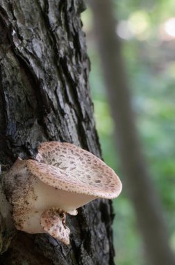 Poliporus Squamosus mantarı ormanda, yakın çekim