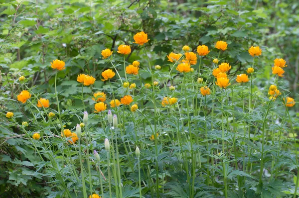 Globeflower Asiatico Trollius Asiaticus Giardino Vicino — Foto Stock