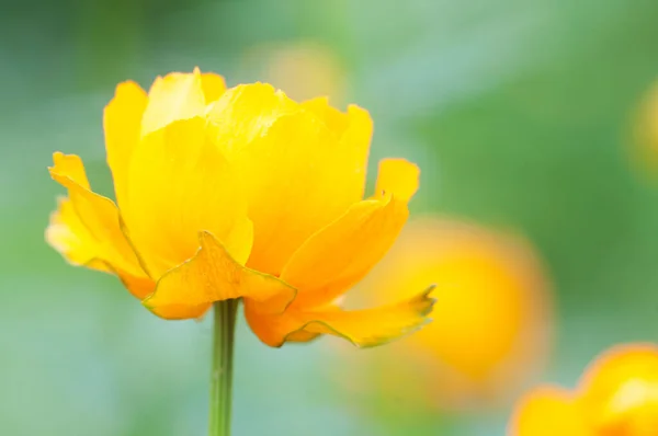 アジアの花 Trollius Asiatics が近くで撮影され 地元の焦点 — ストック写真