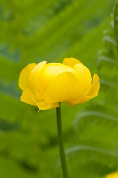 ヨーロッパの花 Trollius Europaeus が近くで撮影され 地元の焦点 — ストック写真