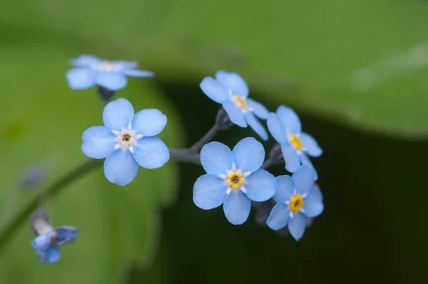 Nie Zapominaj Niebieskich Kwiatach Ujęciu Bliska Lokalnym Skupieniu — Zdjęcie stockowe