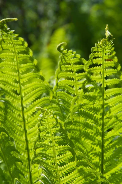 Closeup curled fern frond in spring, local focus