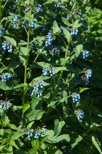 Symphytum Caucasicum Plant Een Grote Groep — Stockfoto