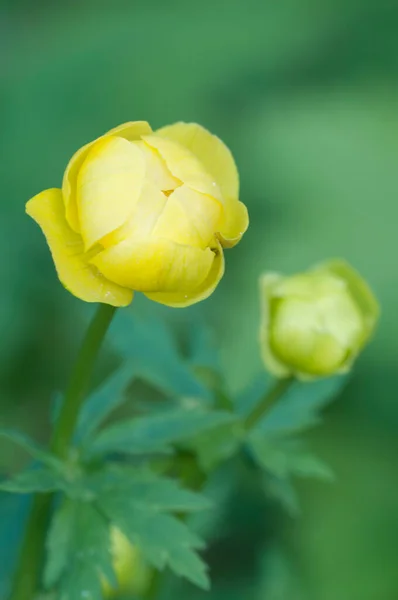 Europäische Globenblume Trollius Europaeus Nahaufnahme Lokaler Fokus — Stockfoto