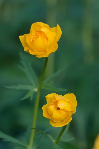 Kinesisk Globeflower Trollius Chinensis Närbild Lokalt Fokus — Stockfoto