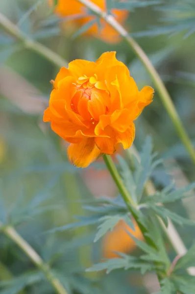 Globeflower Asiatico Trollius Asiaticus Close Shot Focus Locale — Foto Stock