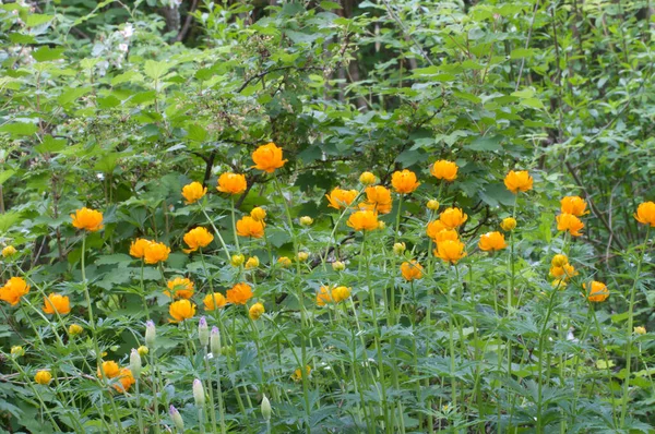 Asiático Globeflower Trollius Asiaticus Jardim Close — Fotografia de Stock