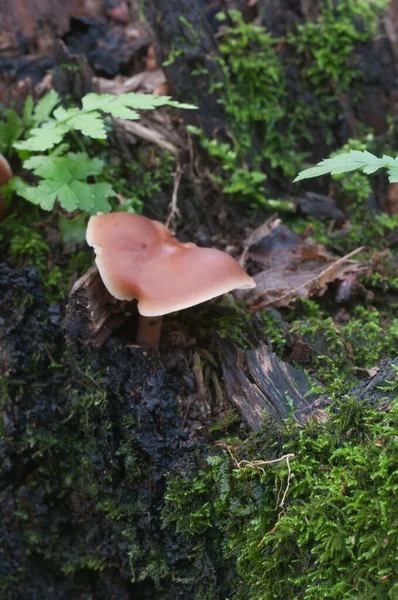Gymnopus Ocior Pilz Auf Einem Alten Baumstumpf Nahaufnahme — Stockfoto