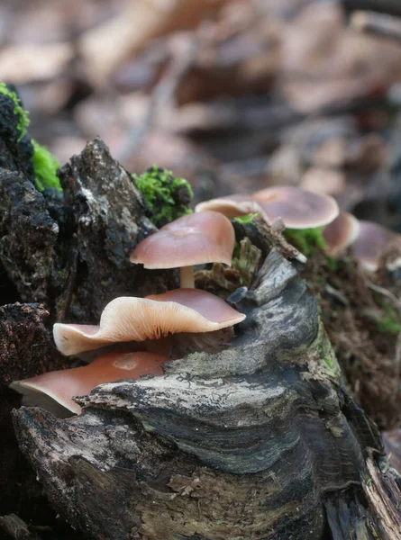 Gymnopus Ocior Mushroom Old Stump Closeup — Stock Photo, Image