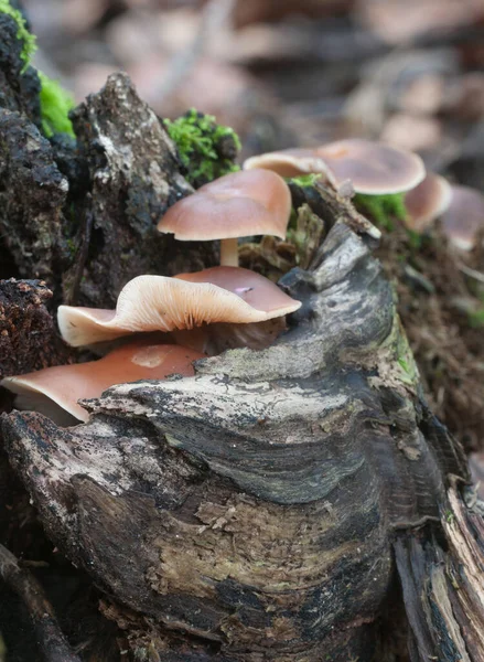 Gymnopus Ocior Mushroom Old Stump Eup — стоковое фото