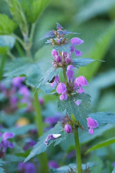 Lamium Maculatum Kwiaty Zbliżenie Strzał Lokalny Ostrość — Zdjęcie stockowe