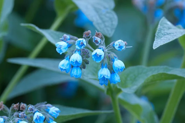 Symphytum Caucasicum Blüten Nahaufnahme Schuss Lokaler Fokus — Stockfoto