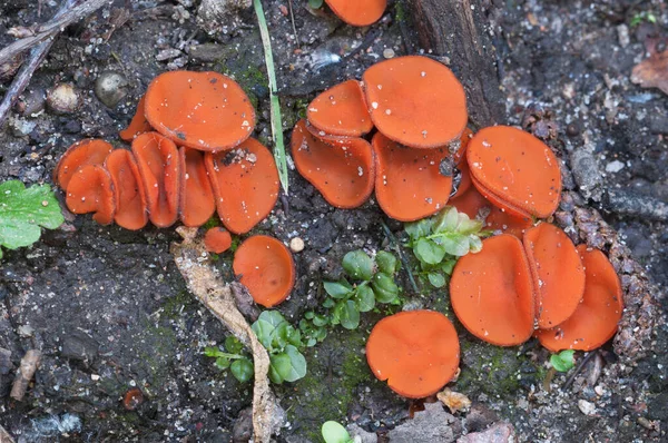 Scutellinia Svamp Närbild Skott Lokalt Fokus — Stockfoto