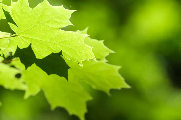 Foglie Verdi Primavera Una Luce Del Sole Chiara Vicino — Foto Stock