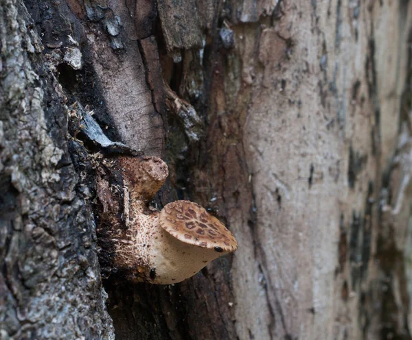 Polyporus Squamosus Champignon Dans Forêt Gros Plan — Photo