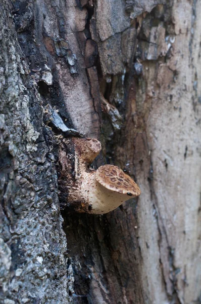 Polyporus Squamosus Fungo Nella Foresta Primo Piano Colpo — Foto Stock