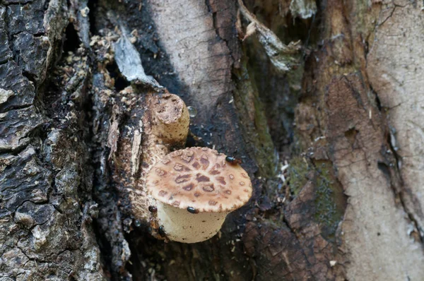 Polyporus Squamosus Champignon Dans Forêt Gros Plan — Photo