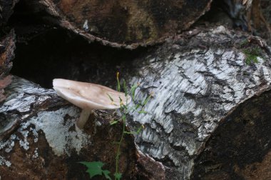 Geyik mantarı (Pluteus cervinus) bir ağaç kütüğünün yanında.
