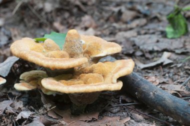 Hydnellum auratile mantarı yakın çekim yerel odak