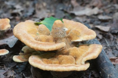 Hydnellum auratile mantarı yakın çekim yerel odak