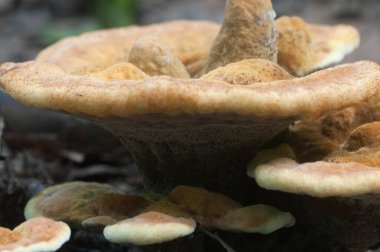 Hydnellum auratile mantarı yakın çekim yerel odak