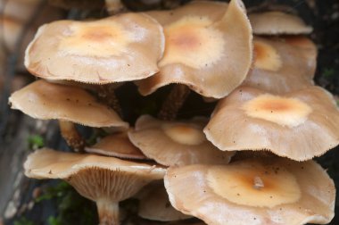 Eski bir kütüğün üzerinde kılıflı bir tahta parçası, yakın plan.