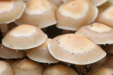 Eski bir kütüğün üzerinde kılıflı bir tahta parçası, yakın plan.