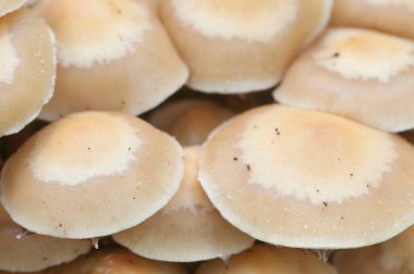 Eski bir kütüğün üzerinde kılıflı bir tahta parçası, yakın plan.