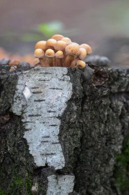 Eski bir kütüğün üzerinde kılıflı bir tahta parçası, yakın plan.