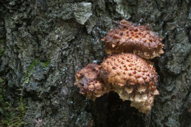 Pholiota karrosa mantarı huş ağacında