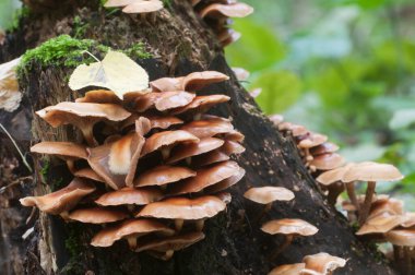 Eski bir kütüğün üzerinde kılıflı bir tahta parçası, yakın plan.