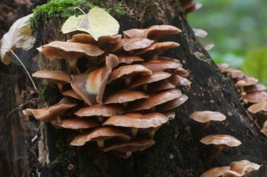 Eski bir kütüğün üzerinde kılıflı bir tahta parçası, yakın plan.