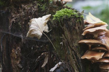 Eski bir kütüğün üzerinde kılıflı bir tahta parçası, yakın plan.