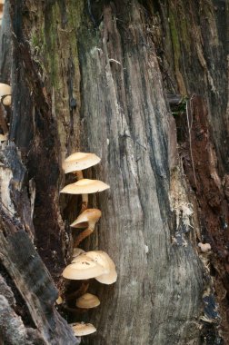 Eski bir kütüğün üzerinde kılıflı bir tahta parçası, yakın plan.